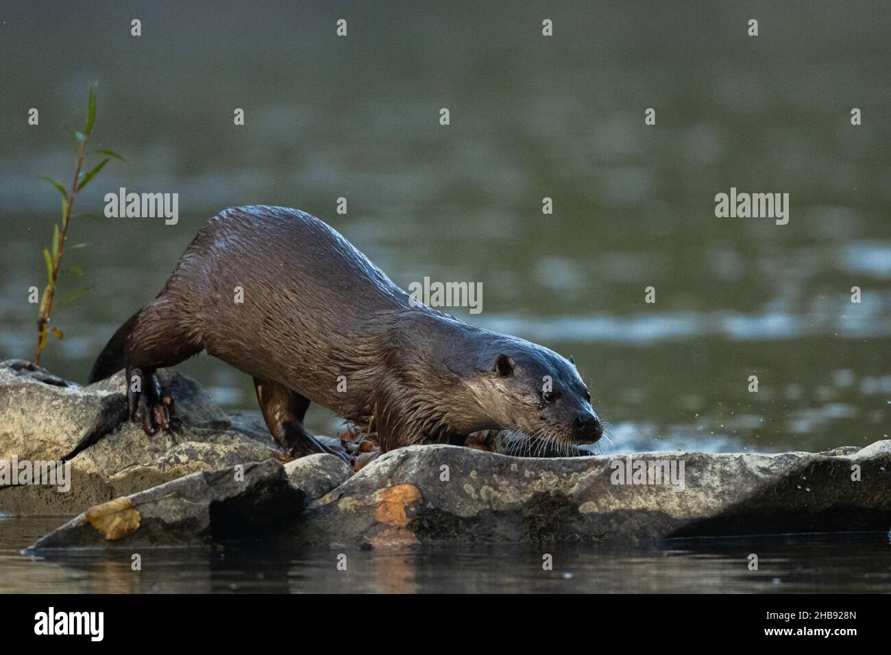 Eurasische Fischotter (Lutra Lutra) Stockfoto