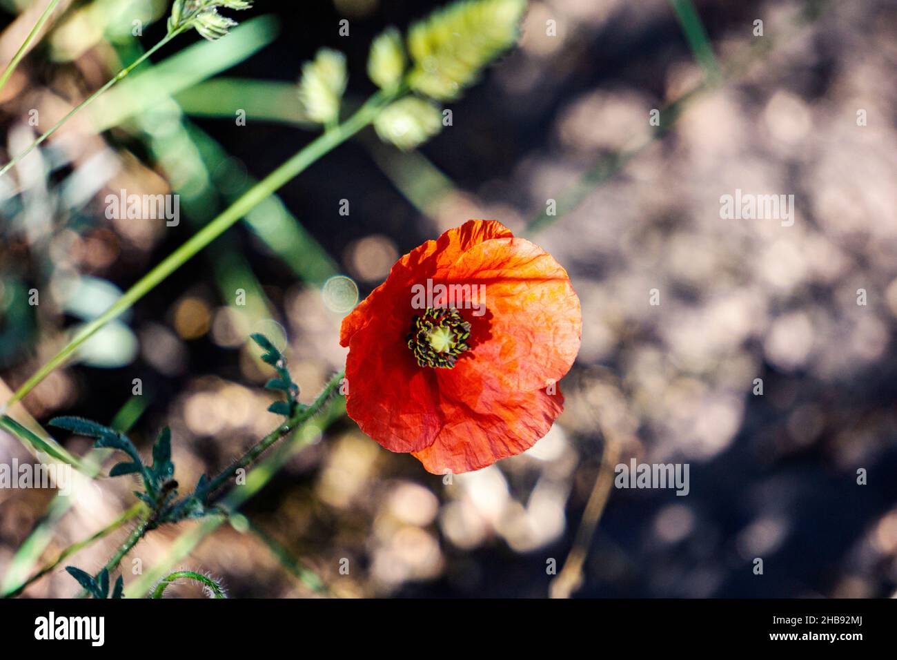 Wildblumenfotografie in spanien. Stockfoto