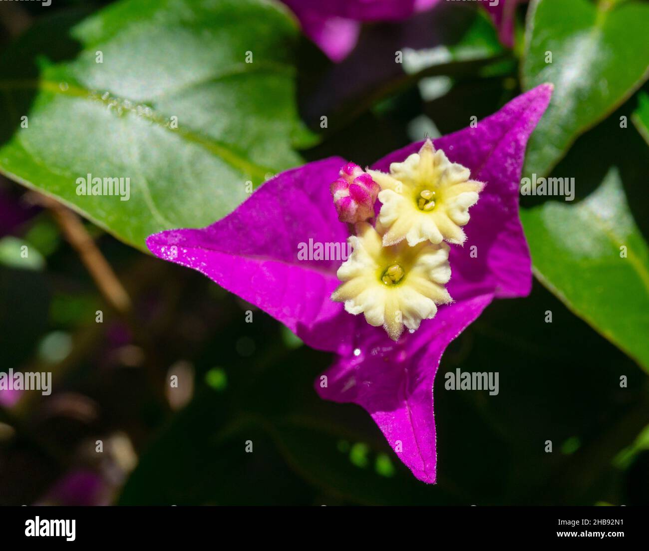 Wildblumenfotografie in spanien. Stockfoto
