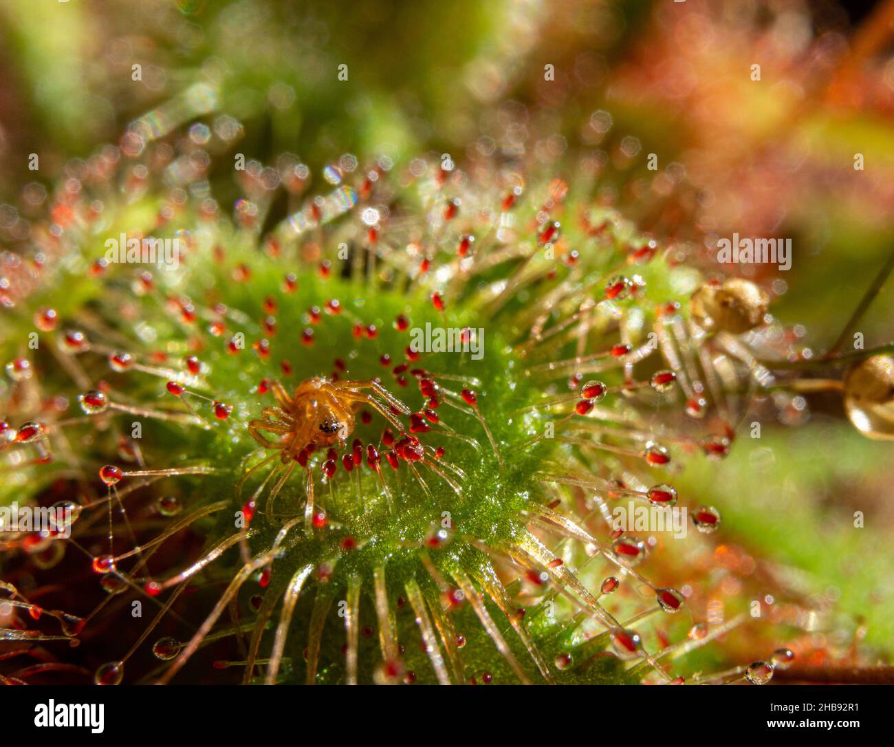 Fotografie von Wildpflanzen in spanien Stockfoto