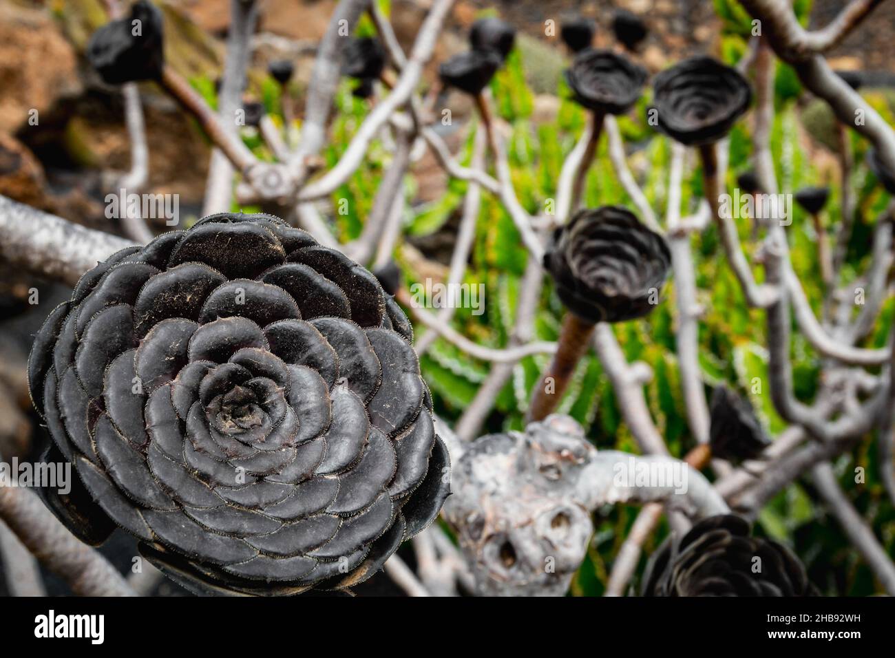 Foto von Pflanzen im Kaktusgarten auf Lanzarote, Spanien. Stockfoto