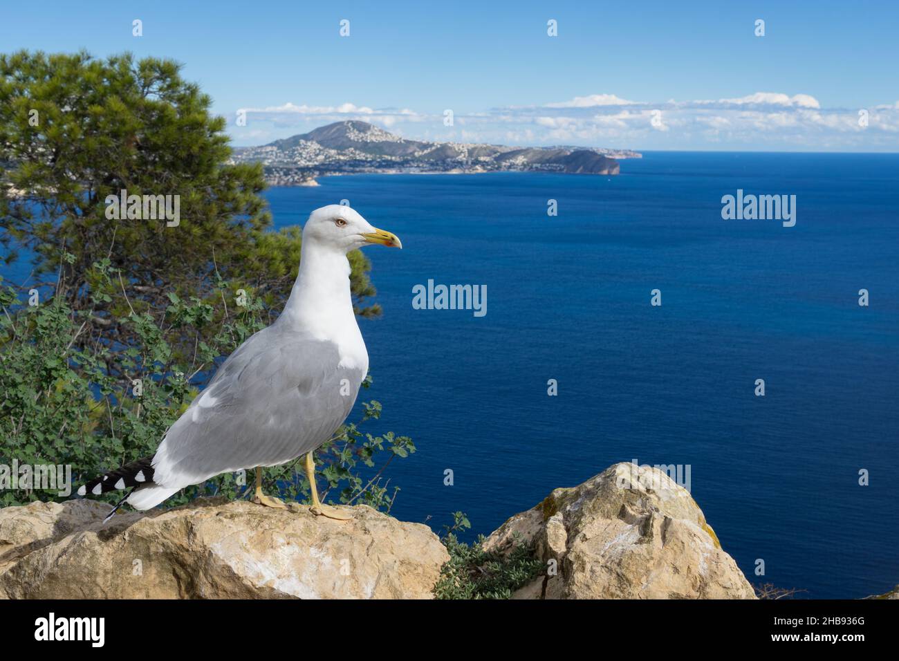 möwe und das blaue mittelmeer schöne Meereslandschaft Stockfoto