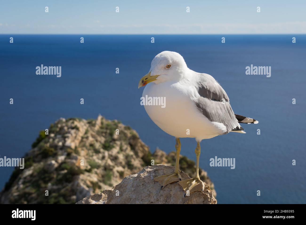 möwe und das blaue mittelmeer schöne Meereslandschaft Stockfoto