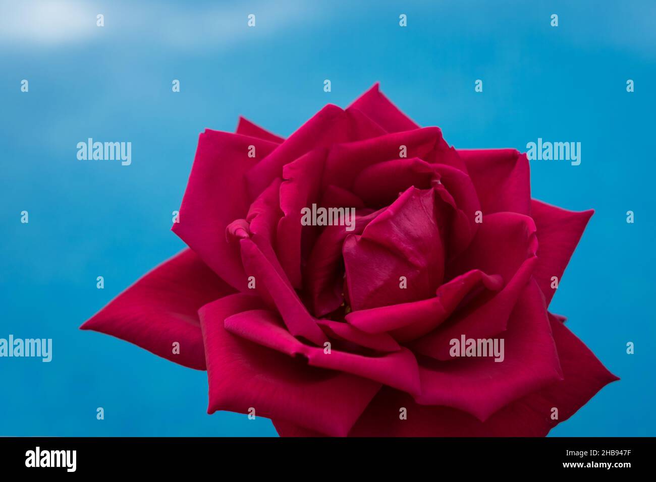 Schöne rote Rose durch die blaue Poolblume Nahaufnahme für Romantik und Liebe Stockfoto