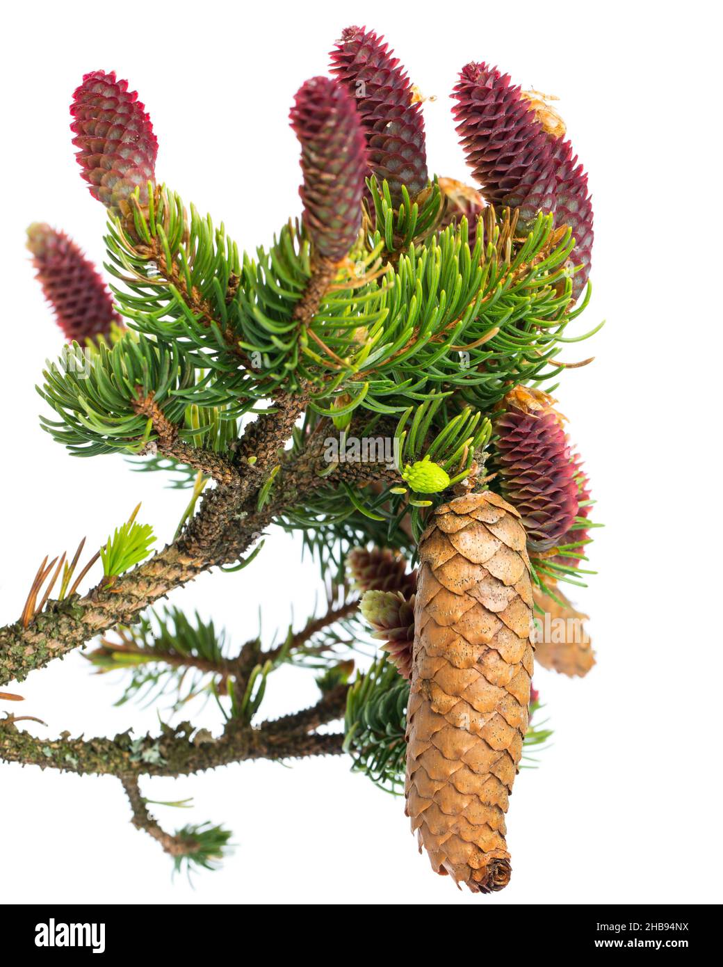 Fichte, Picea, Baum, grün, rot, jung, Zapfen, sprießen, Kegel, weißer Hintergrund, Blatt, Medizin, weiß, Hintergrund, echt, Heilpflanze, isoliert, Stockfoto