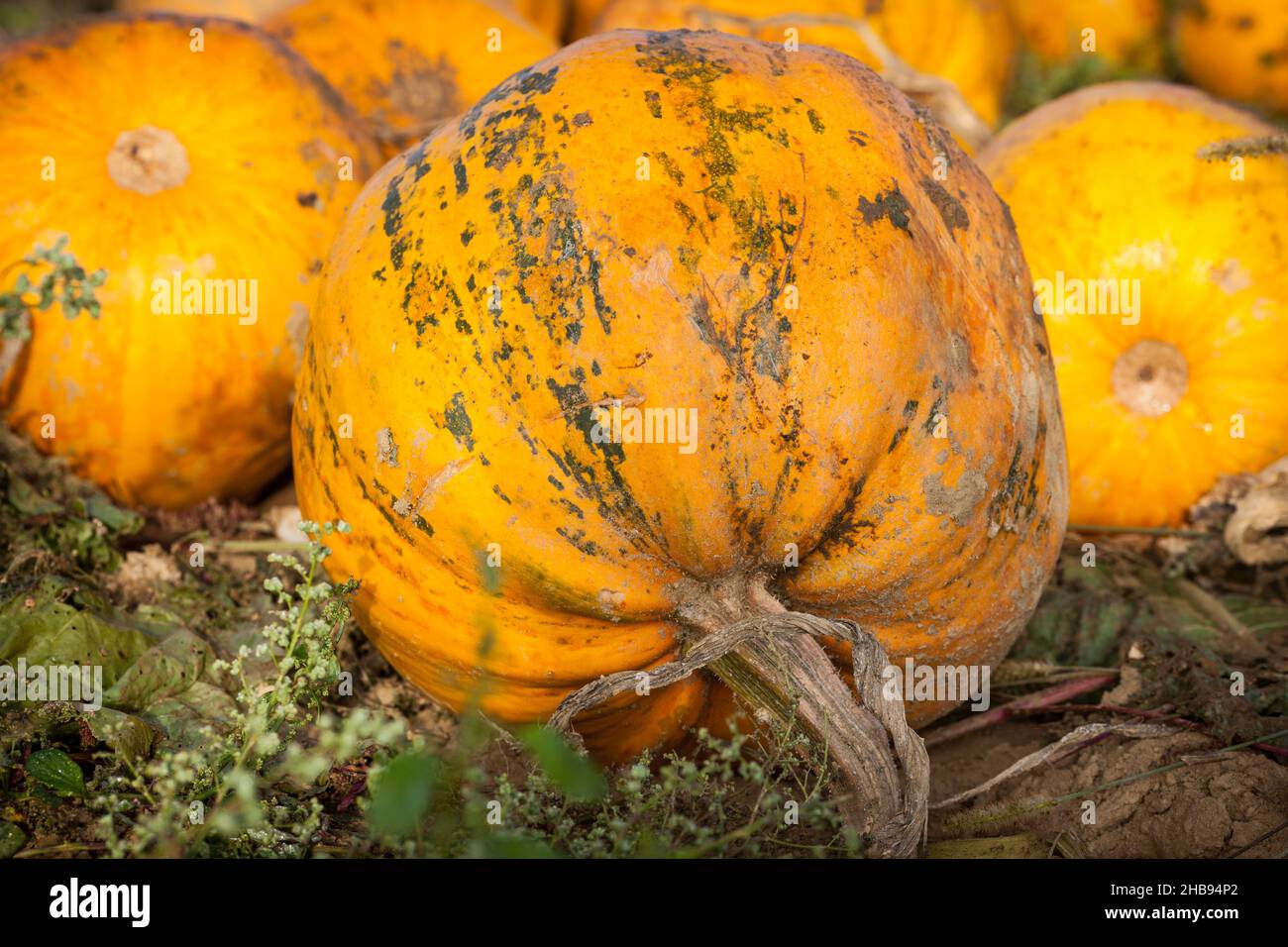 Kürbis, Feld, Steiermark, Steiermark, Erde, Steirischer Herbst, Öl, Feld, Ernte, Kürbisse, Gelb, Streifen, Boden, braun, Herbst, Orange, nah, reif, outdoo Stockfoto