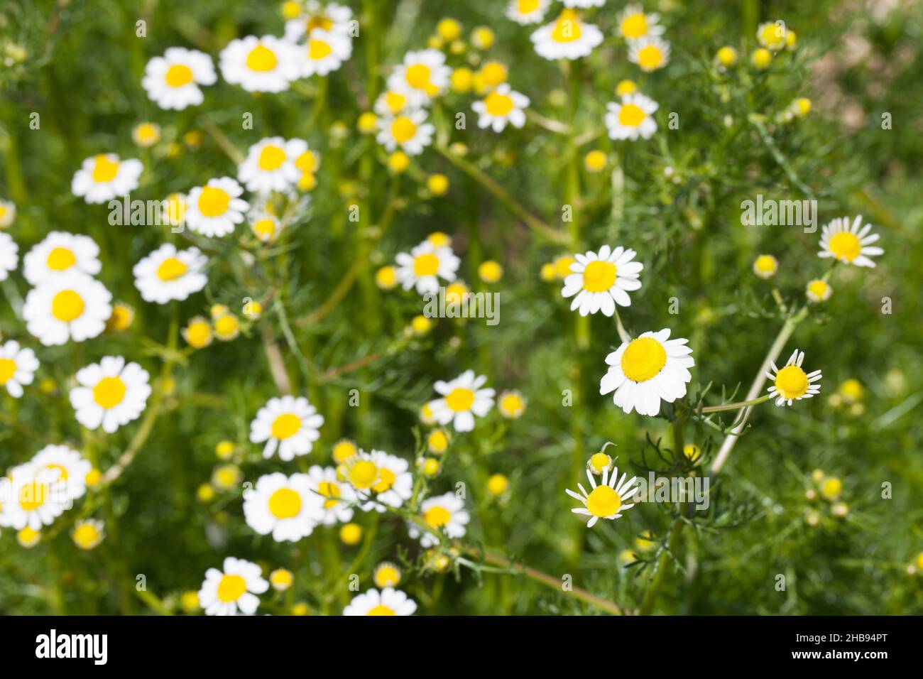 Kamille, wahr, viele, Blumen, oben, Gelb, Matricaria, Kamilla, Kamille, Wildkräuter, Wildgemüse, Blume, Frühling, weiß, frisch, Blätter, vor Stockfoto