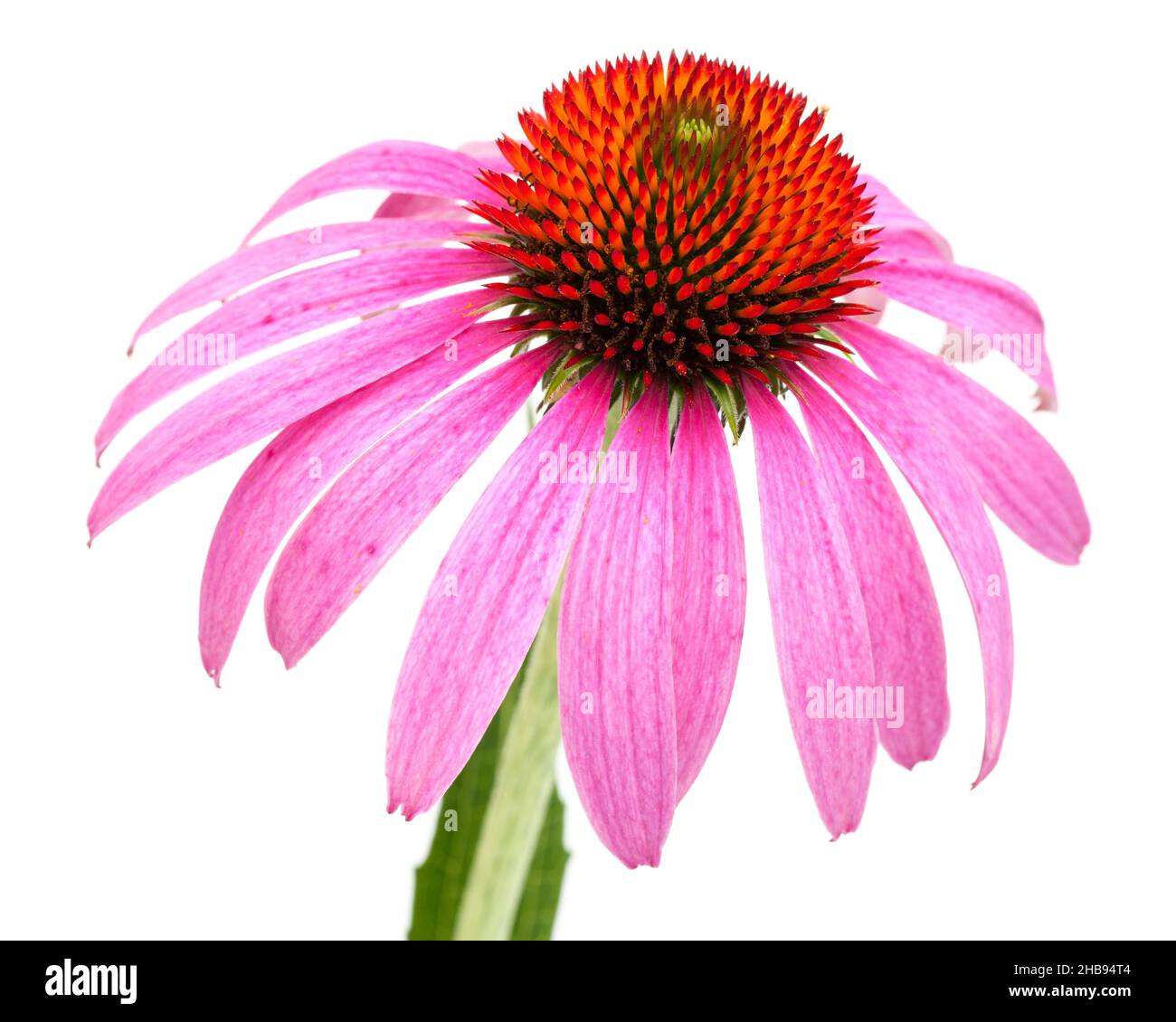 Echinacea, Blütenkrone, rot, eins, Detail, Schließen, Blume, oben, einzeln, frisch, Allein, Gesicht, Medizin, Hals, Kräuter, Nahaufnahme, Hintergrund, Heilpflanze Stockfoto