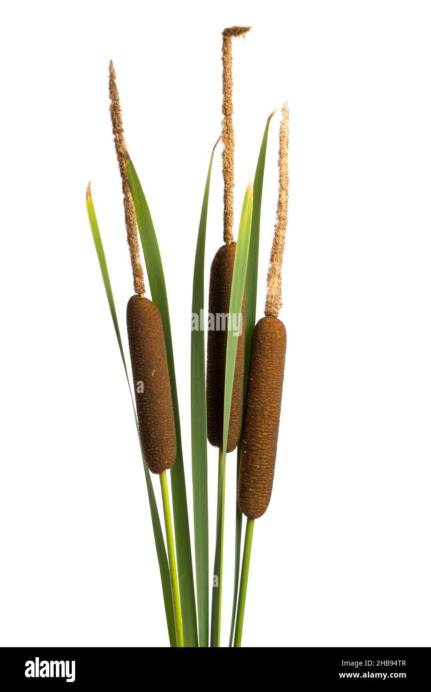 Typha, braun, viele, weißer Hintergrund, weiß, Hintergrund, echt, Pflanze, isoliert, Detail, Ausgeschnitten, botanisch, frisch, grün, keine Menschen, Details, natürlich, Stockfoto