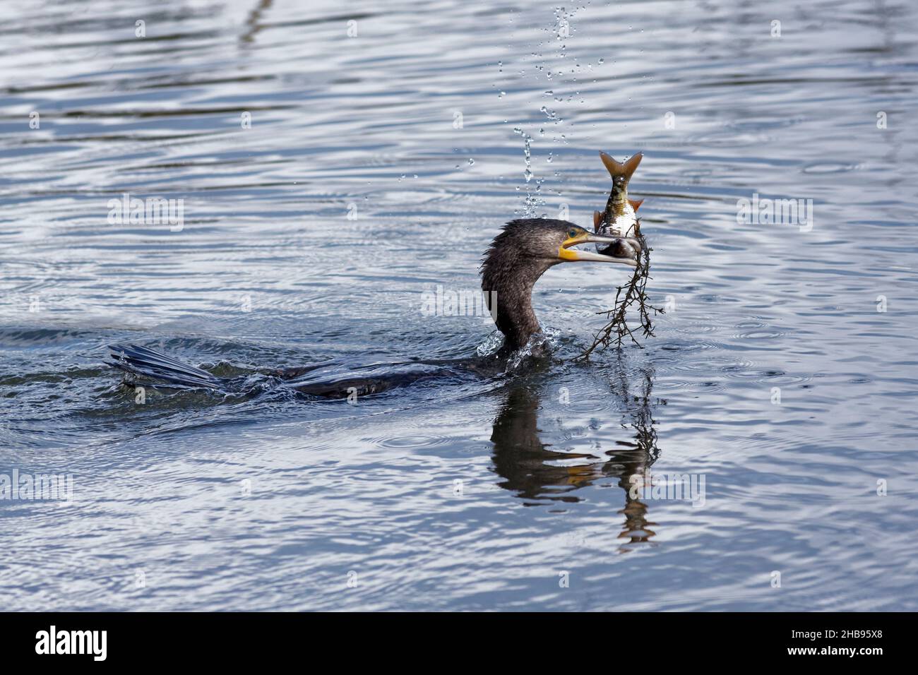 Kormoran-Vogel im Wasser mit einem großen Fisch im Schnabel Stockfoto