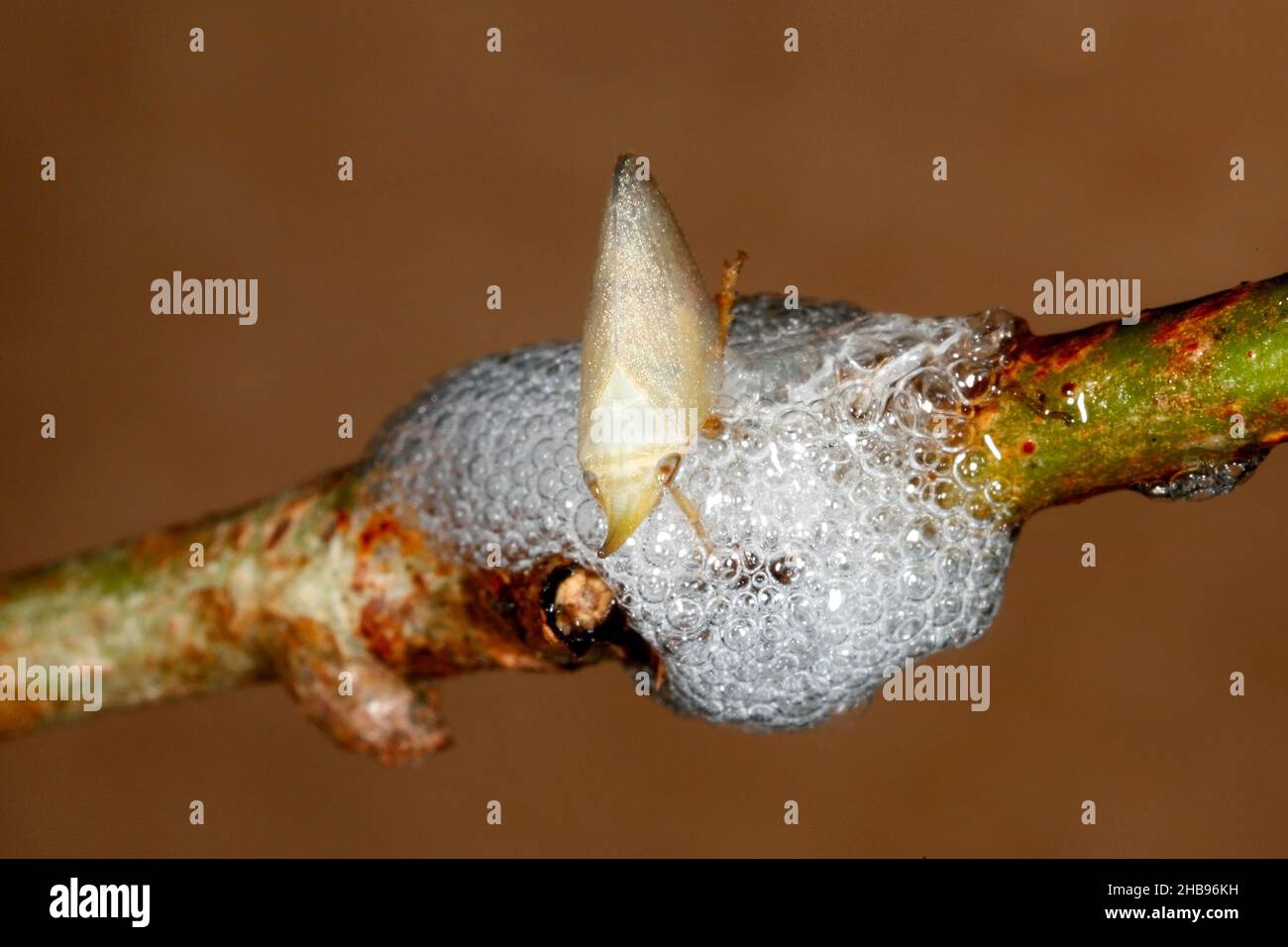 Instar des Spittlebug, Philagra parva. Nymphen produzieren „Spittle“, die an Stängeln von Sträuchern oder kleinen Bäumen haften. Weitere Informationen finden Sie unten. Stockfoto