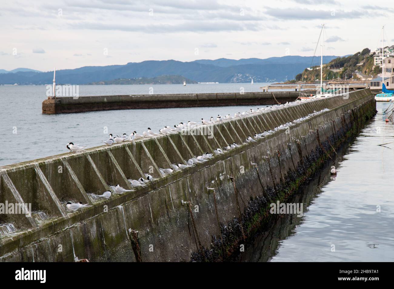 Seeschwalben standen an einem Wellenbrecher an der Wellington Waterfront, Neuseeland Stockfoto
