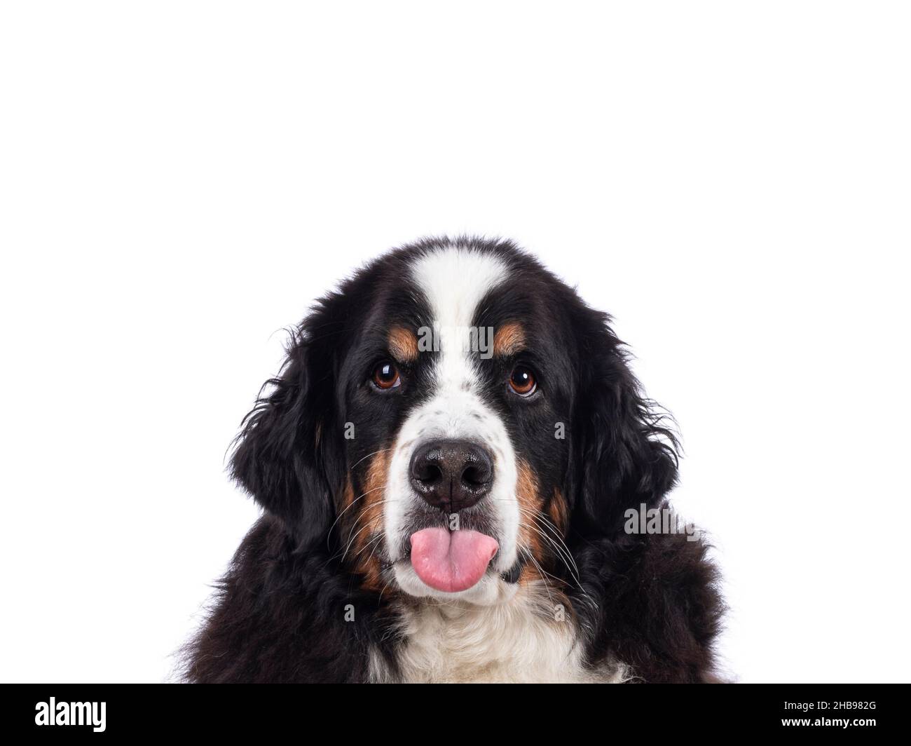 Lustige Kopfaufnahme eines hübschen erwachsenen Berner Sennen Hundes, der aus der Zunge ragt. Blick auf die Kamera. Isoliert auf einem durchgehend weißen Hintergrund. Stockfoto