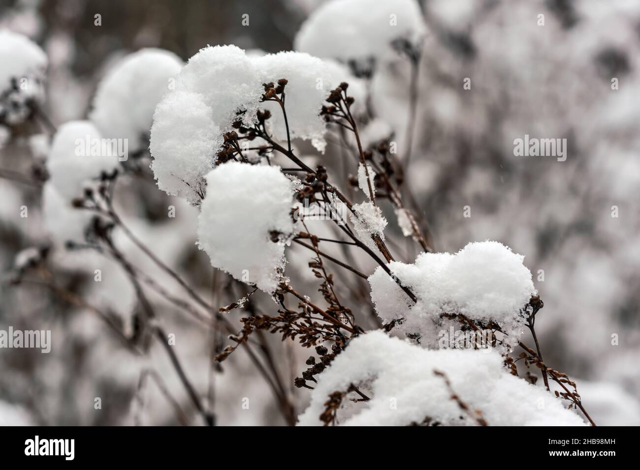 Trockene gefrorene Pflanzen, bedeckt mit Schnee, geringe Tiefenschärfe, Nahaufnahme - nur wenige Eiskristalle im Fokus Stockfoto