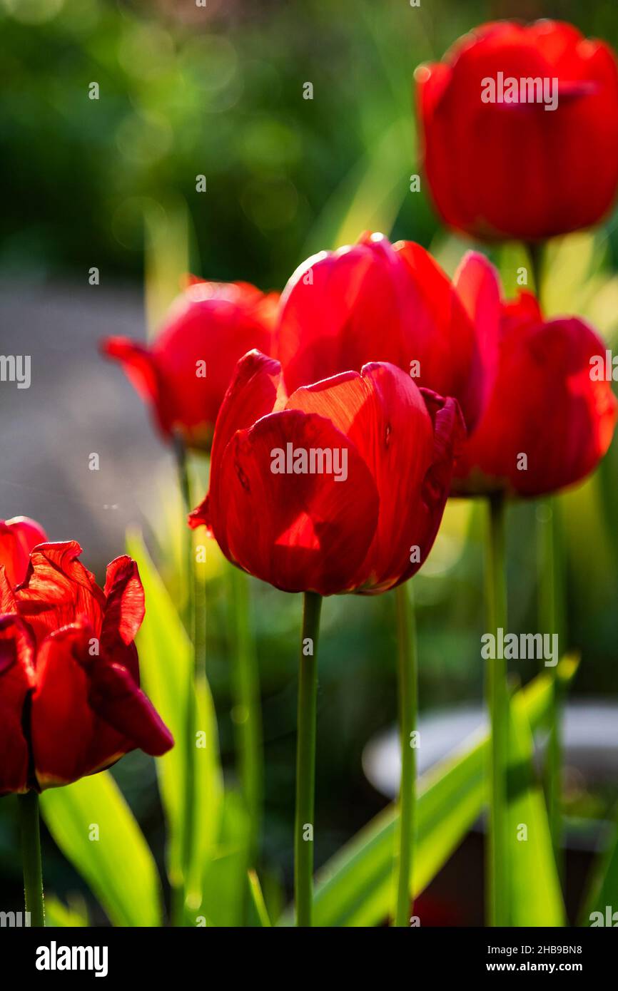 Rote Tulpenblume im Garten. Pflanze, Kraut und Gemüse. Naturfotografie. Natürliche Flora und botanisches Thema. Stockfoto