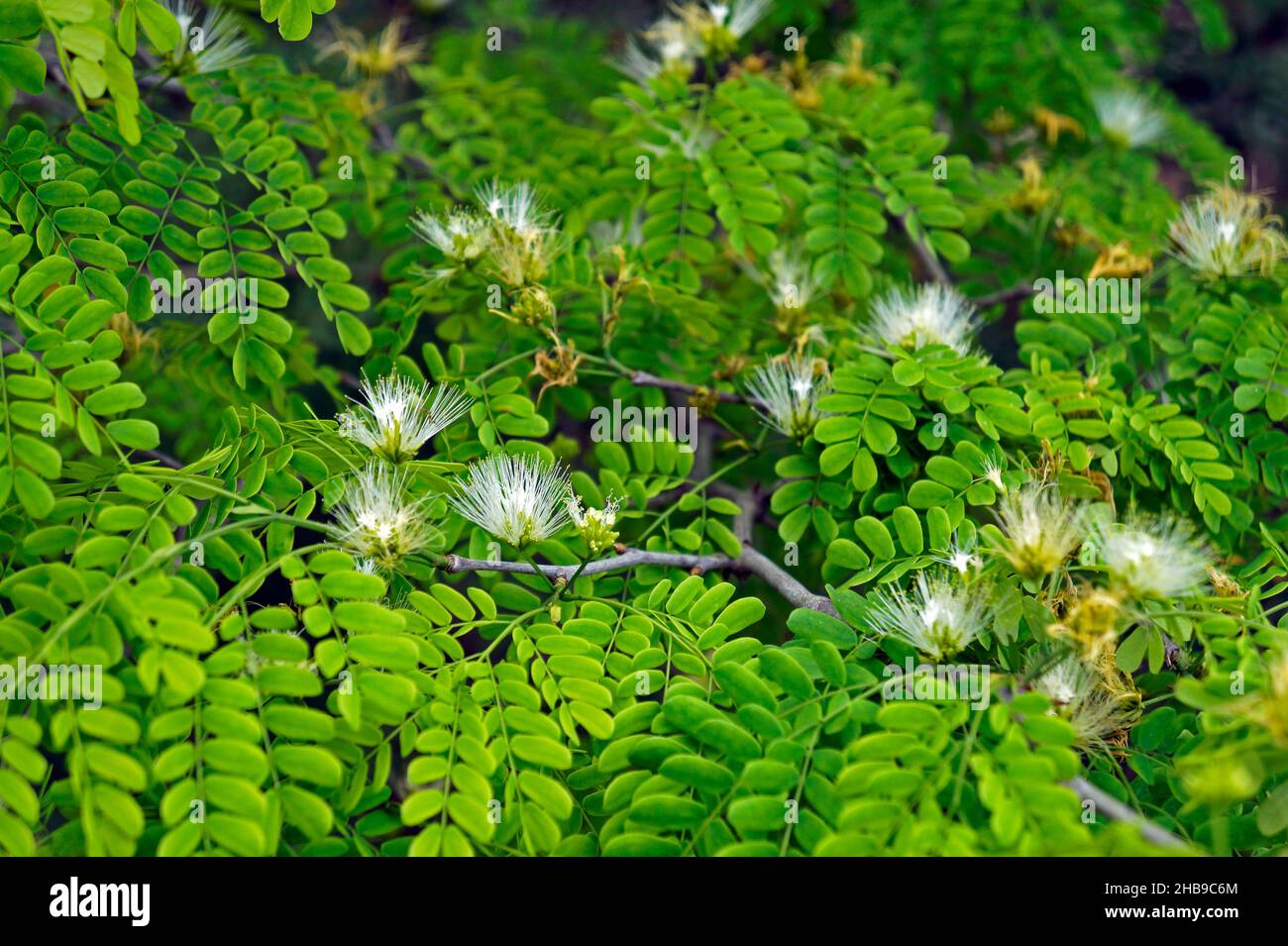 Blühender persischer Seidenbaum (Albizia kalkora) Stockfoto