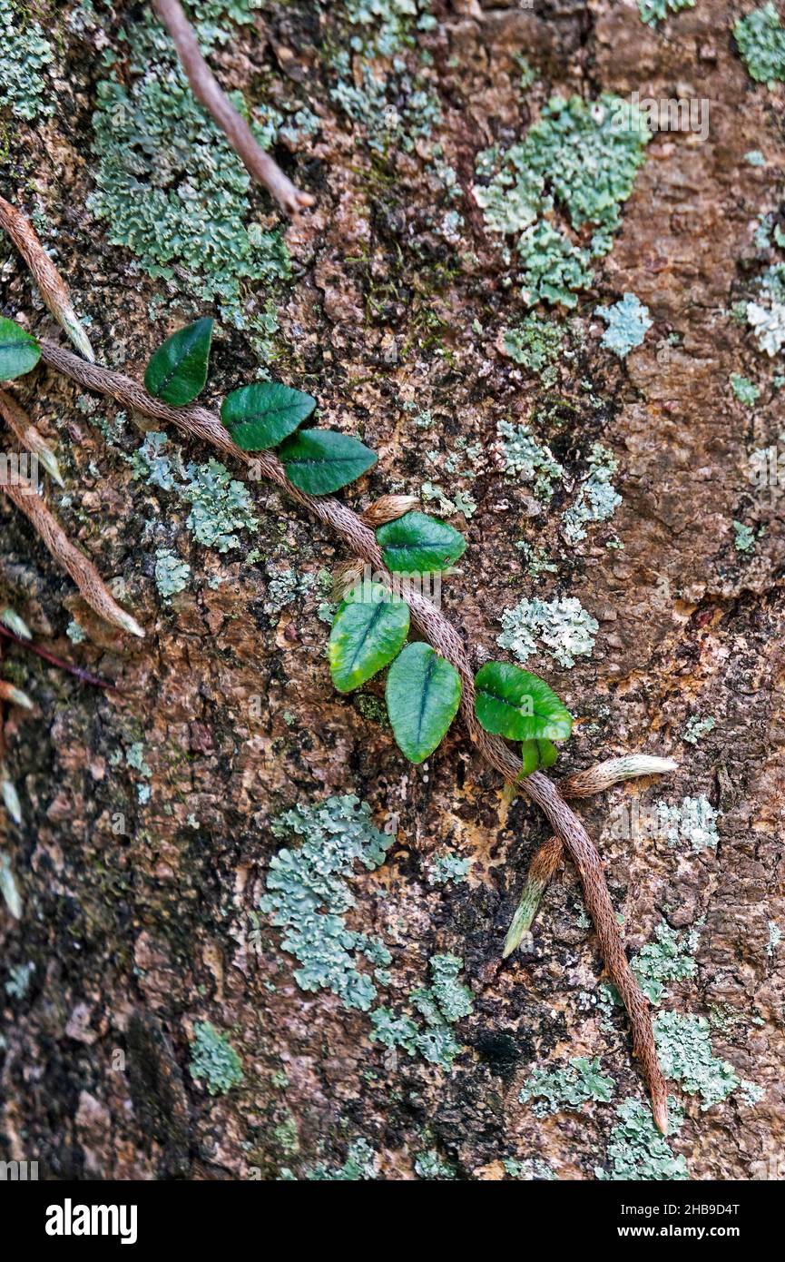 Epiphytische Pflanze am Baumstamm (Microgramma squamulosa) Stockfoto