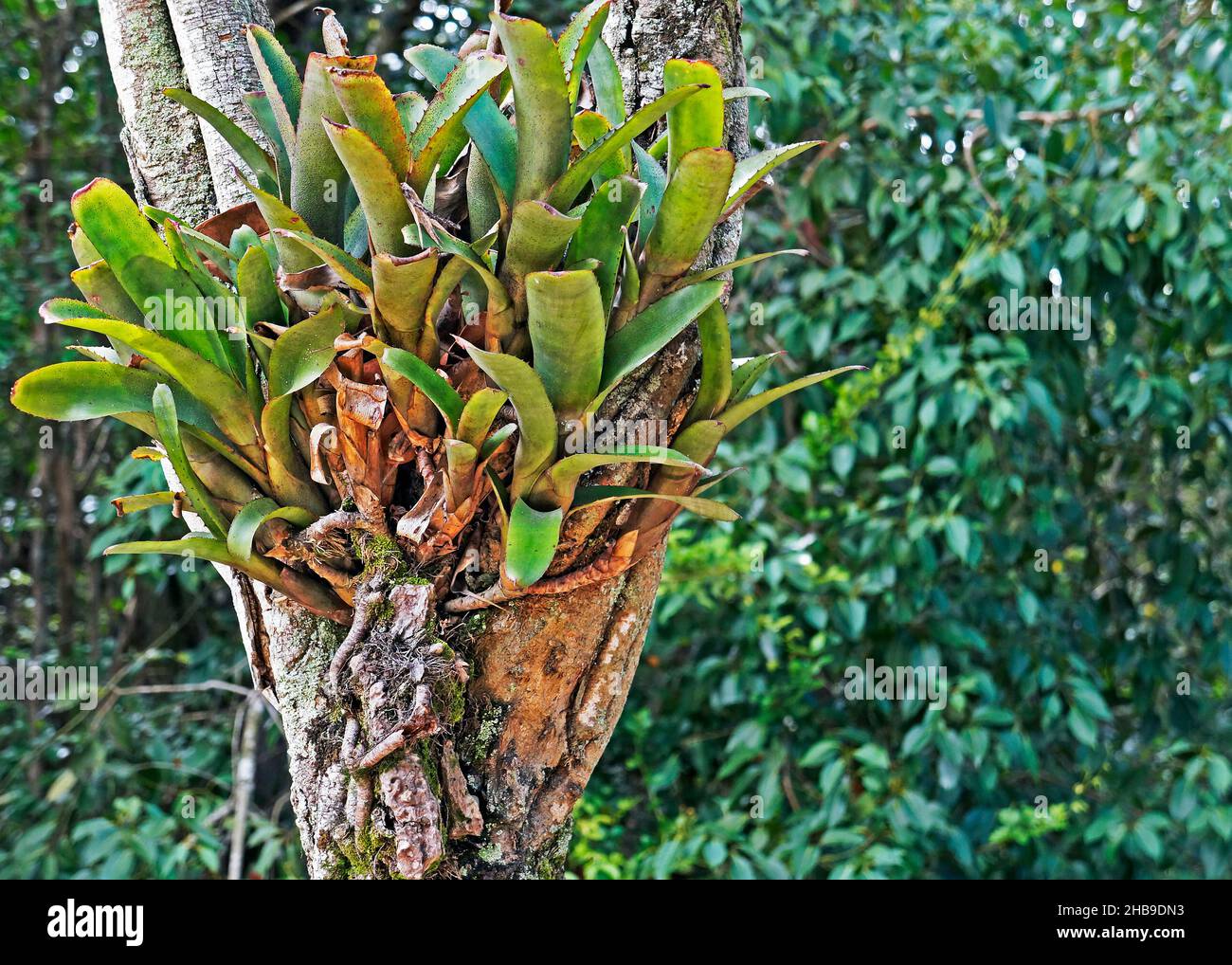 Bromelien auf Bumen im tropischen Regenwald Stockfotografie - Alamy