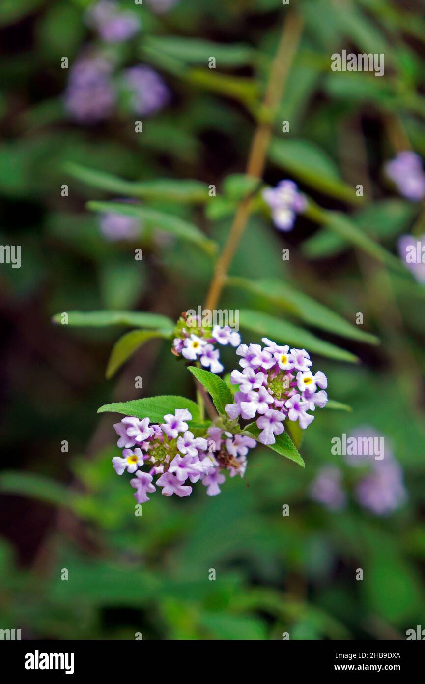 Buschige pflanze Fotos und Bildmaterial in hoher Auflösung Alamy