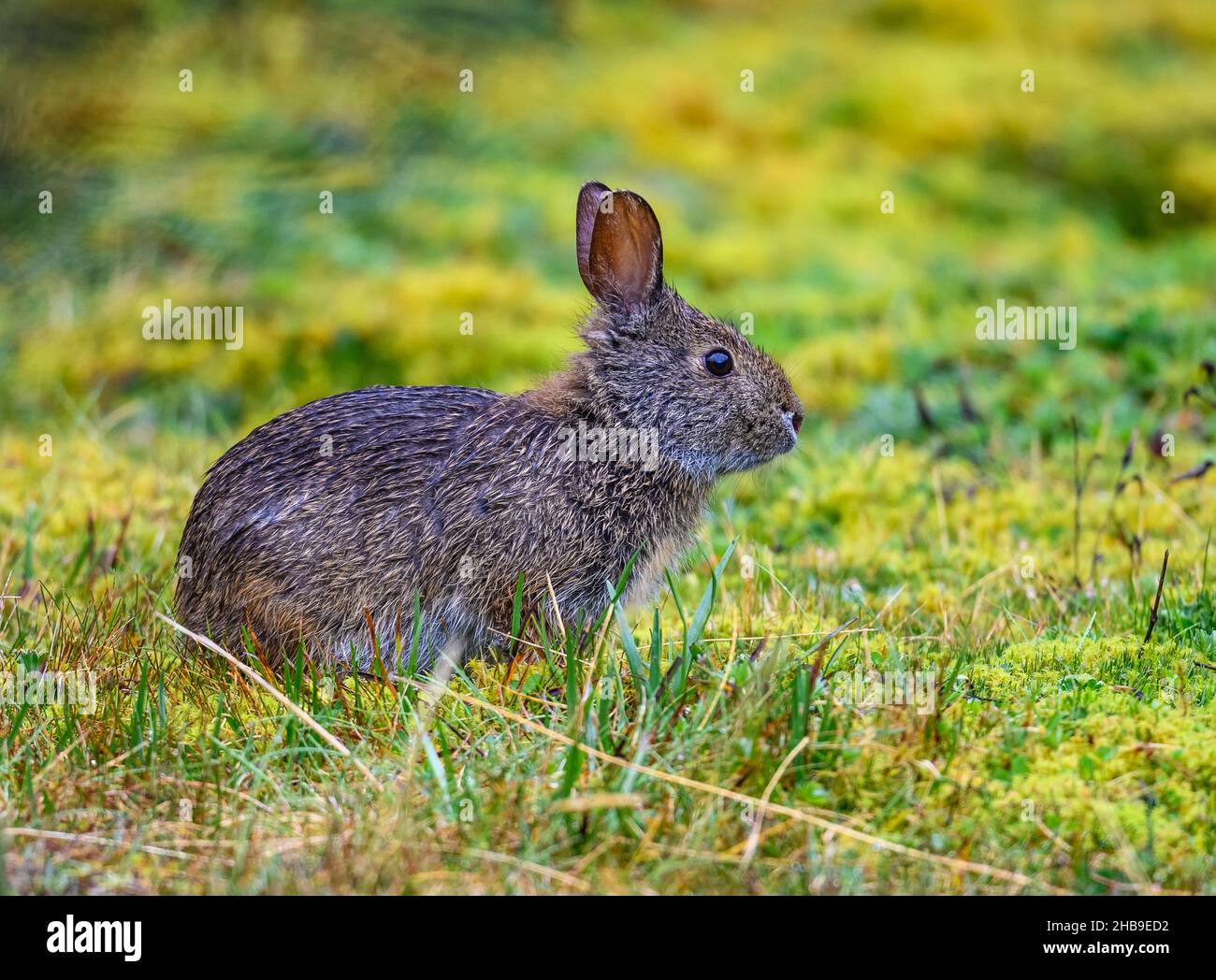 Ein Andentapeti (Sylvilagus andinus), oder Andencottontail, ist ein Kaninchen, das in den Paramos der hohen Anden lebt. Cajas National Park, Ecuador. Stockfoto