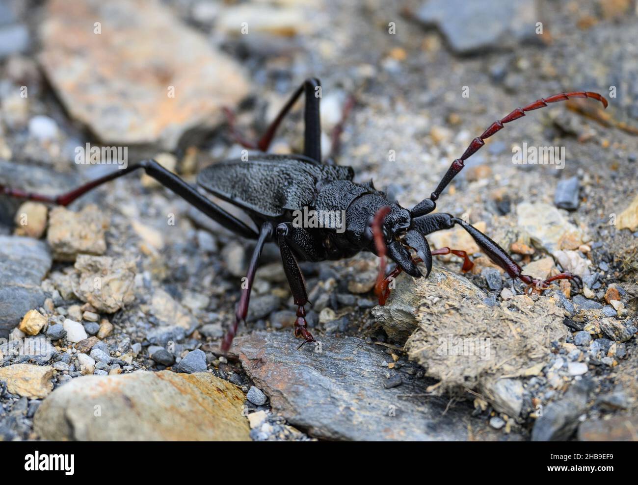 Ein Longhorn-Käfer (Cerambycidae). Ecuador, Südamerika. Stockfoto
