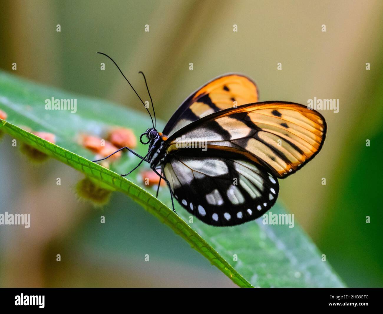 Ein Schmetterling aus Glas (Ithomia sp.) auf einem Blatt. Ecuador, Südamerika. Stockfoto