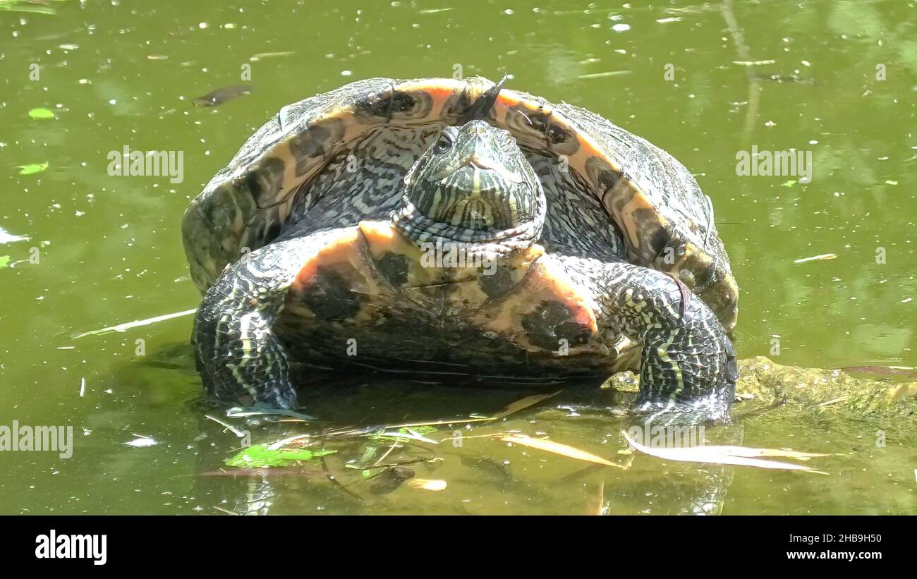 Rotohrschildkröte, die in einem Teich schwimmt, Trachemys scripta elegans der Familie Emydidae. Erwachsene von beliebten Haustier Schildkröte in den Vereinigten Staaten. Nativ in Stockfoto