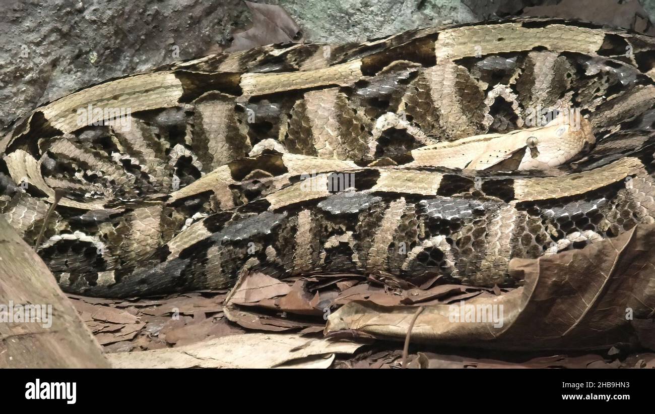 Gabun-Viper-Schlange in einem natürlichen Terrarium. Bitis gabonica Arten aus den afrikanischen Savannen und Regenwäldern südlich der Sahara. Stockfoto