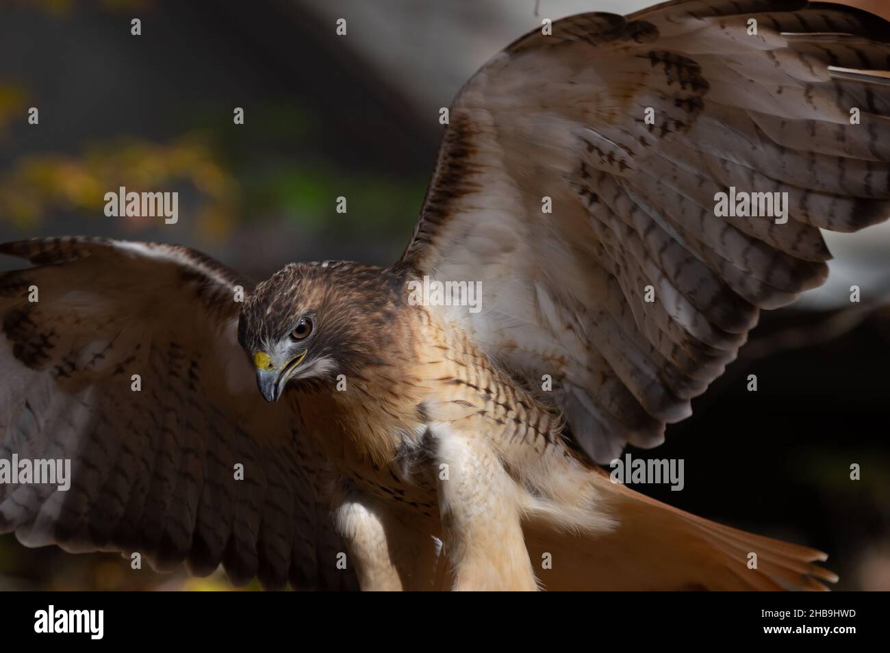 Nahaufnahme von Red-tailed Hawk (Buteo jamaicensis), Reston, VA Stockfoto