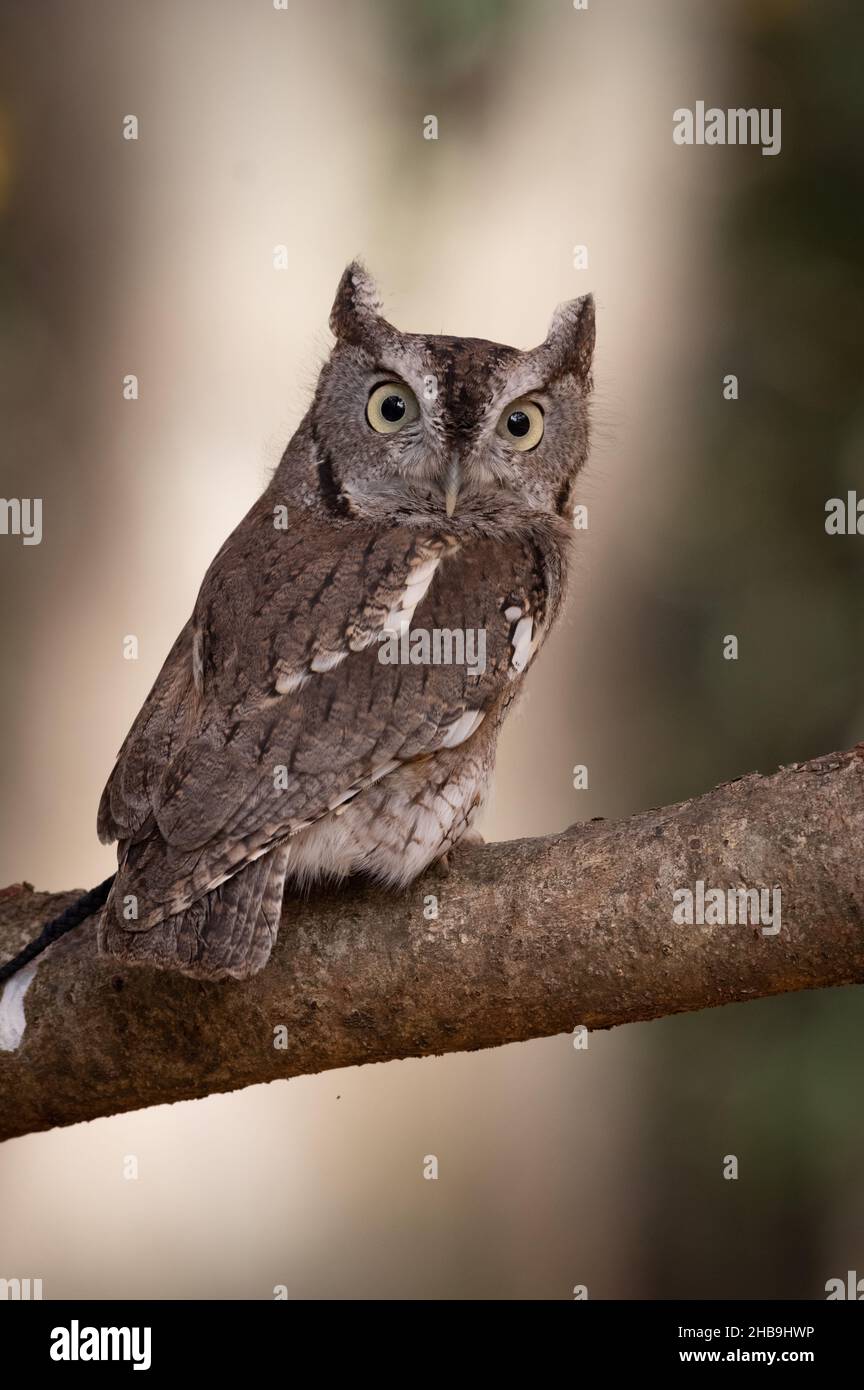 Eastern Screech-Owl (Megascops asio), Greifvogelschießen im Walker Nature Preserve, Reston, VA Stockfoto