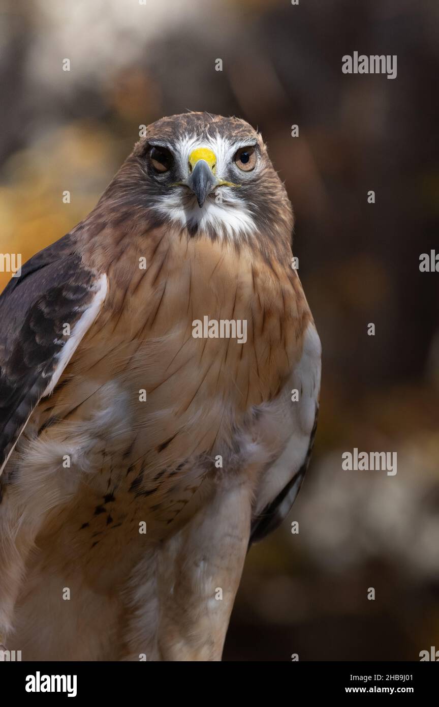 Nahaufnahme von Red-tailed Hawk (Buteo jamaicensis), Reston, VA Stockfoto