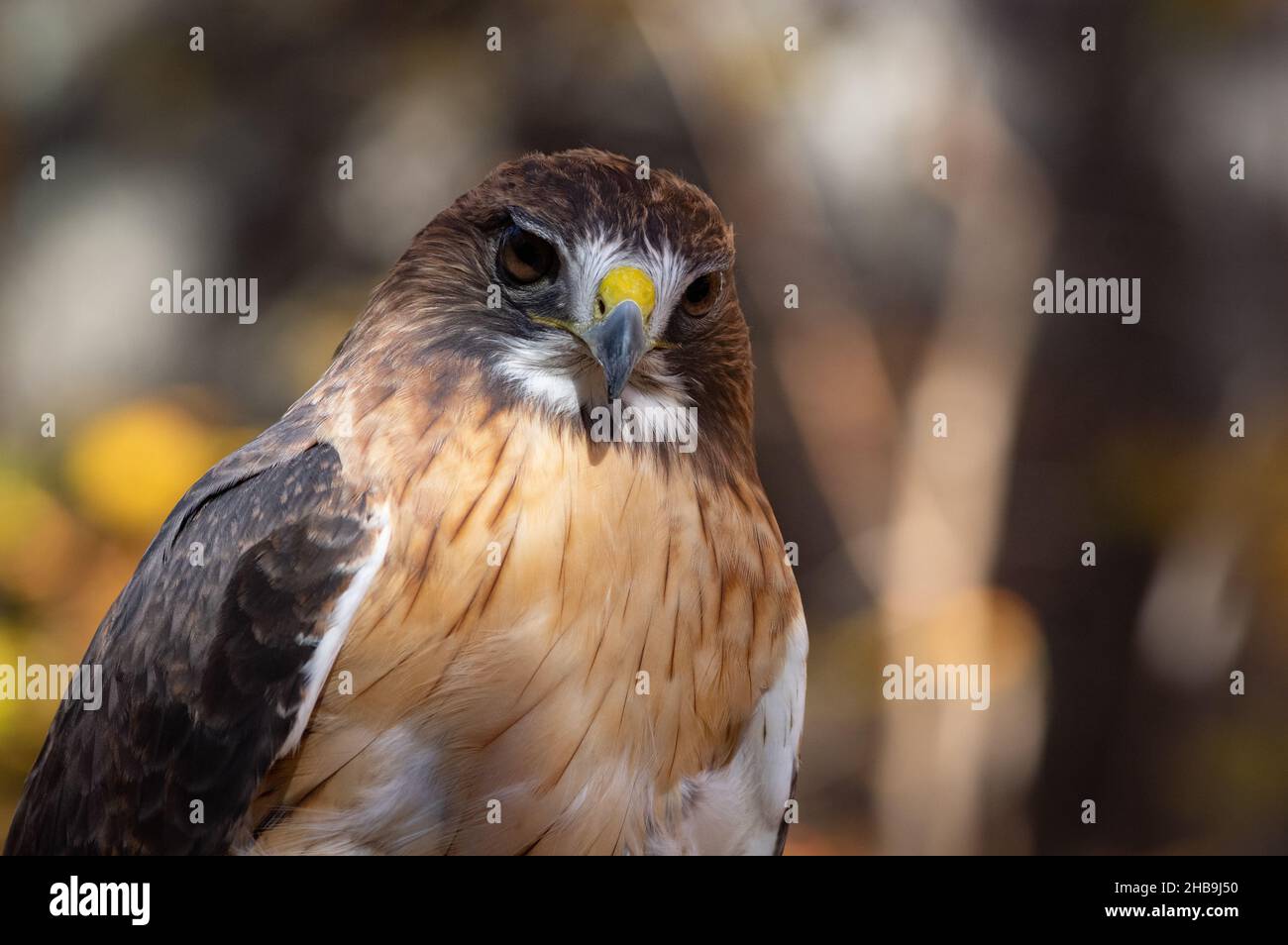 Nahaufnahme von Red-tailed Hawk (Buteo jamaicensis), Reston, VA Stockfoto