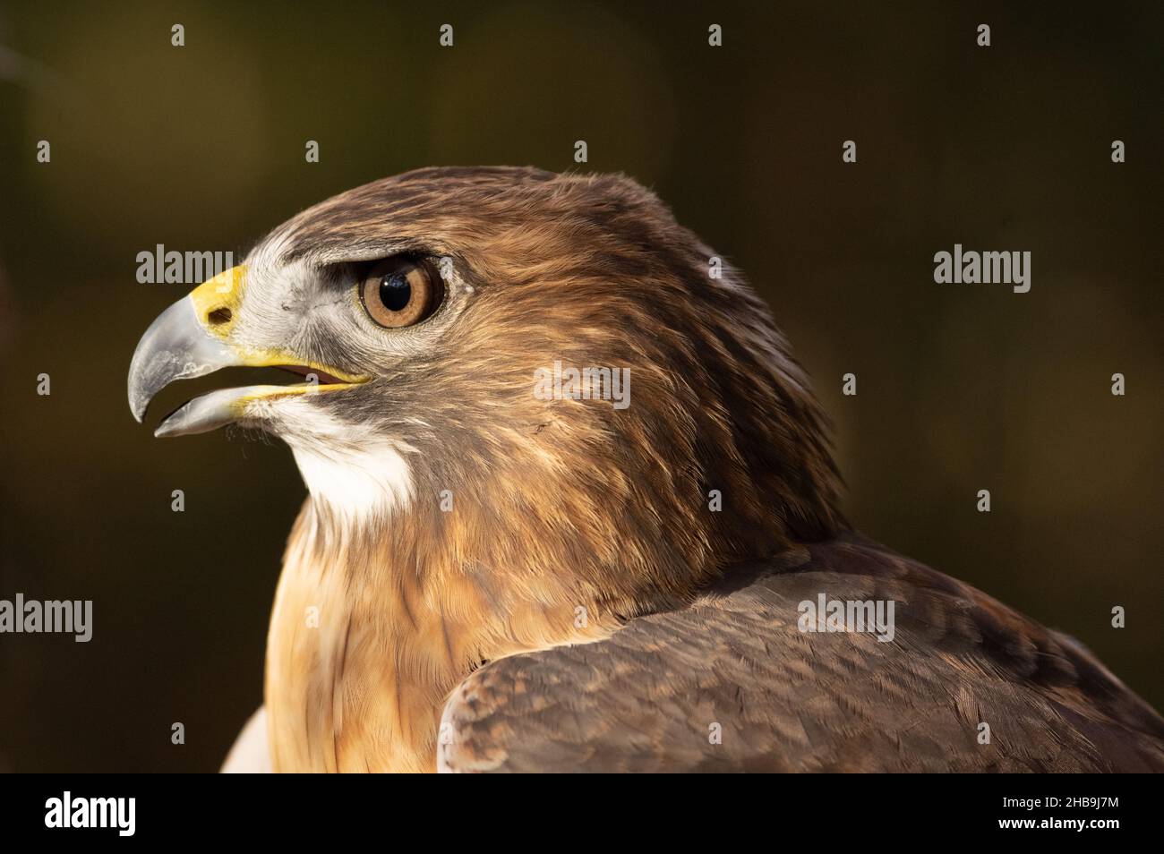 Nahaufnahme von Red-tailed Hawk (Buteo jamaicensis), Reston, VA Stockfoto