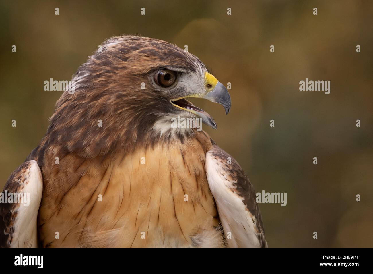 Nahaufnahme von Red-tailed Hawk (Buteo jamaicensis), Reston, VA Stockfoto