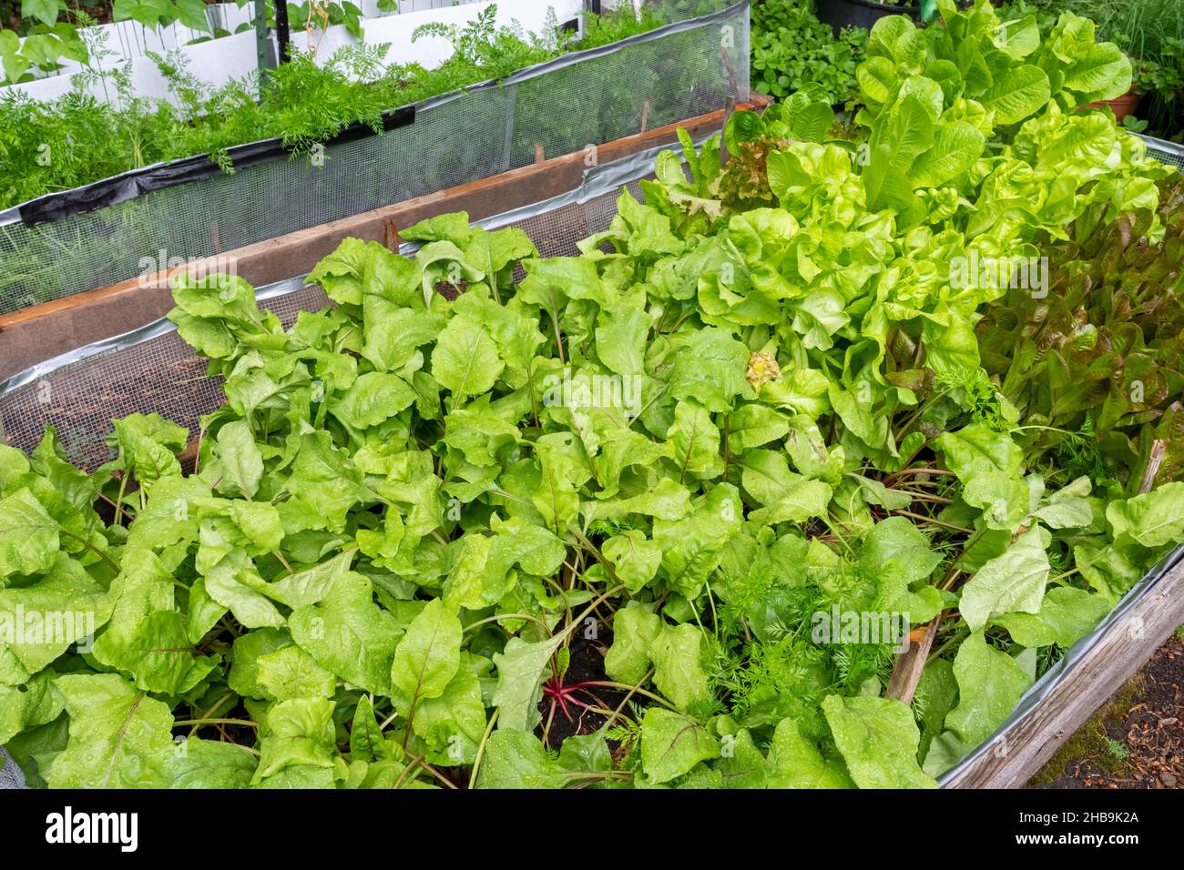 Issaquah, Washington, USA. Chiogga-Rübenpflanzen im Vordergrund und Introd- und Sylvesta-Salat im Hinterkopf, die in einem 4' x 8' erhöhten Gartenbeet wachsen, Stockfoto