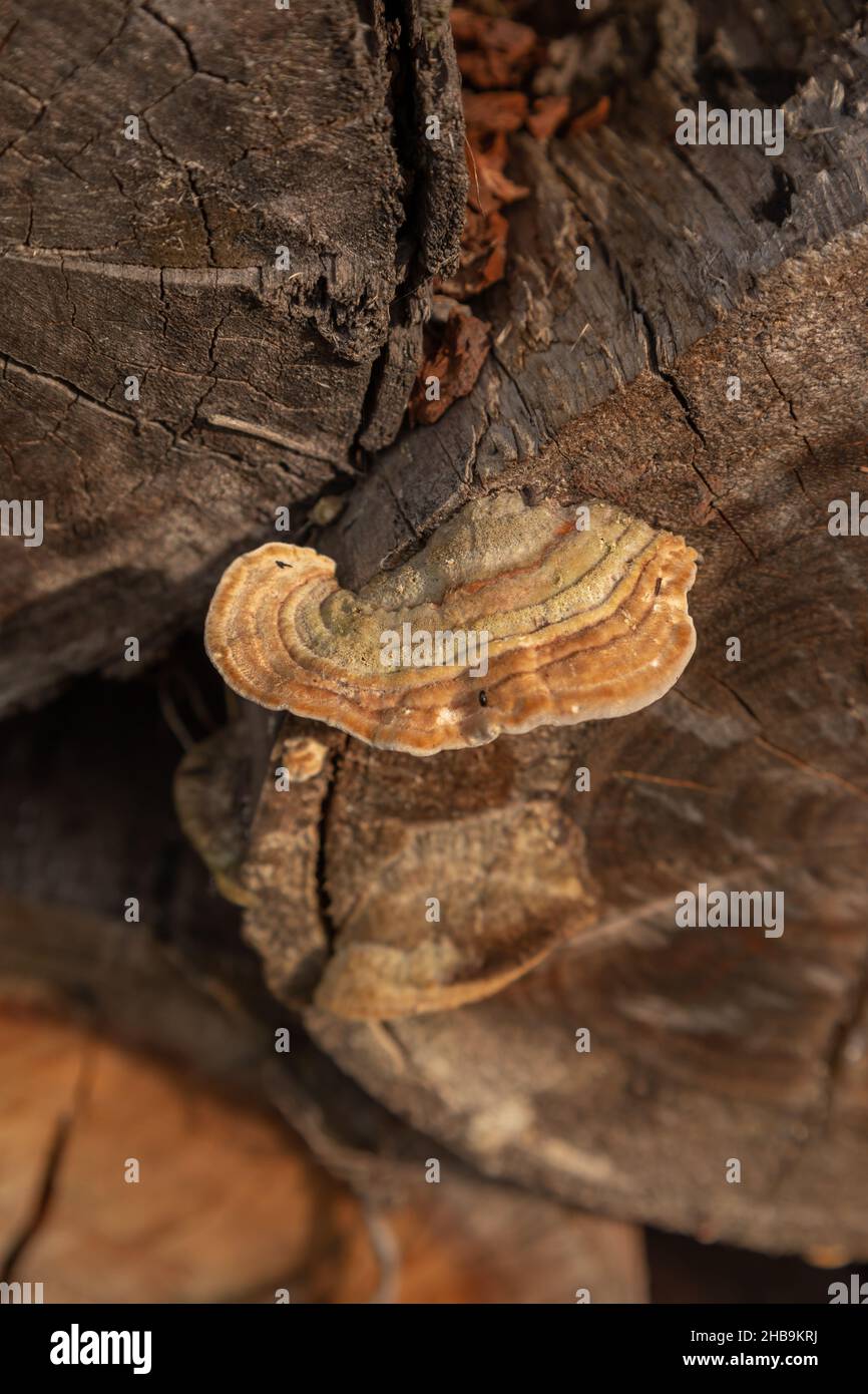 Makro eines geschnittenen Baumstamms mit einem wachsenden Pilz, Details der Natur, Tapete mit abstrakten Linien Stockfoto
