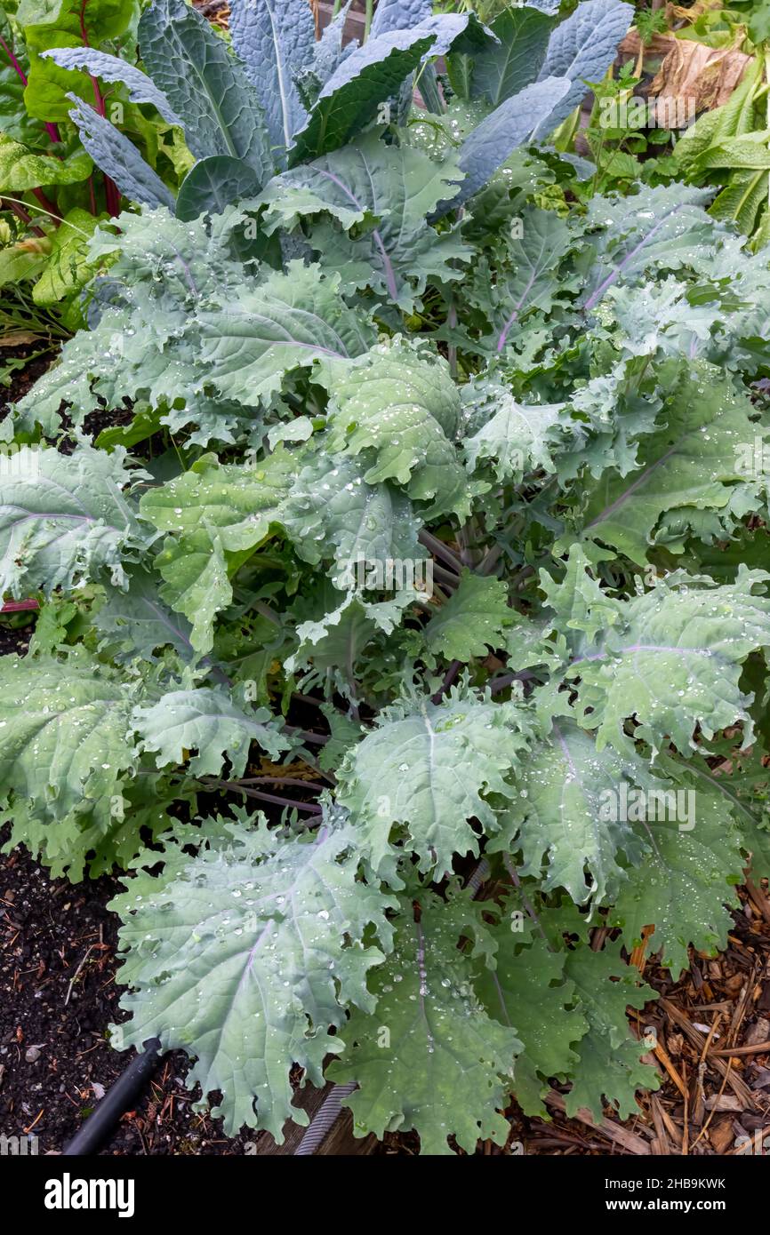 Issaquah, Washington, USA. Rote russische Kale-Pflanzen vorne und Dinosaur Kale hinten. Stockfoto