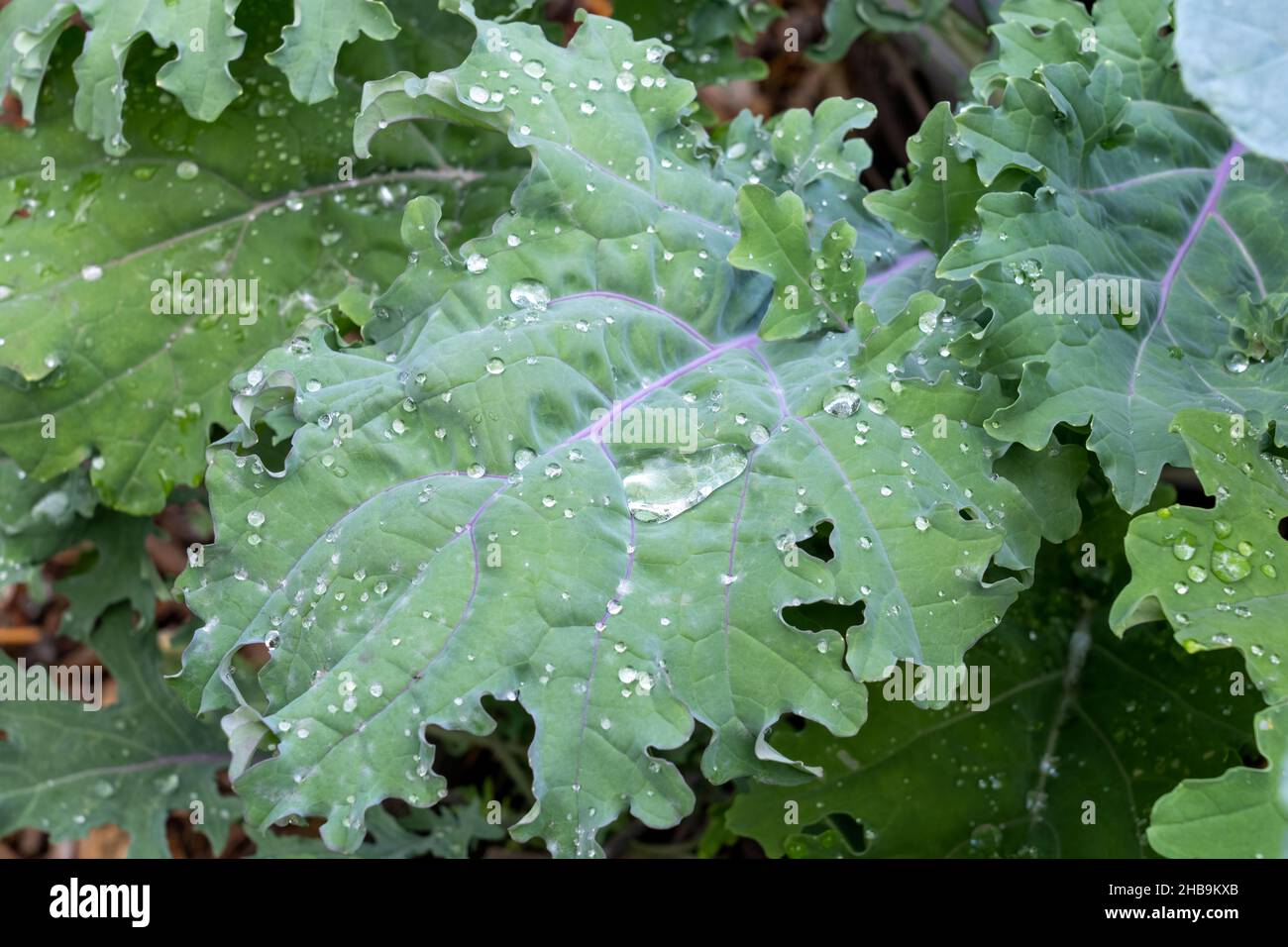 Issaquah, Washington, USA. Rote russische Kale-Pflanzen vorne und Dinosaur Kale hinten. Stockfoto