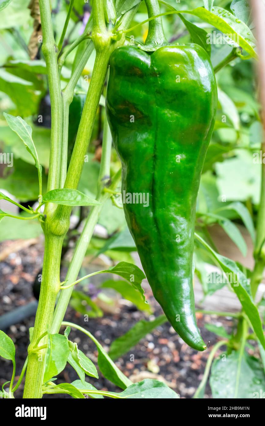 Issaquah, Washington, USA. Poblano Pepper Plant, eine milde Chilischote. Getrocknet wird es Ancho oder chile Ancho genannt. Gefüllt frisch und geröstet ist es po Stockfoto