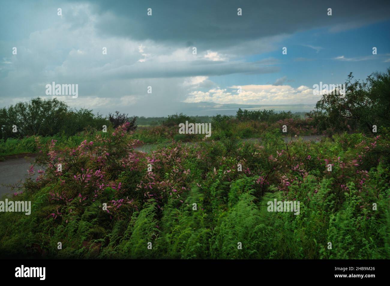 Wildblumen und Gräser bewegen sich bei Regen und Wind. Stockfoto
