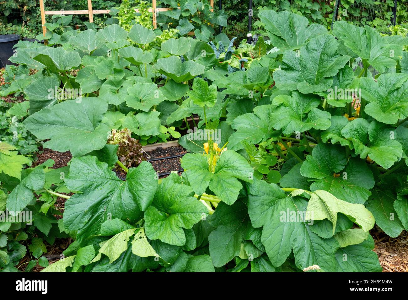 Issaquah, Washington, USA. Patty Pan Squashpflanzen Stockfoto