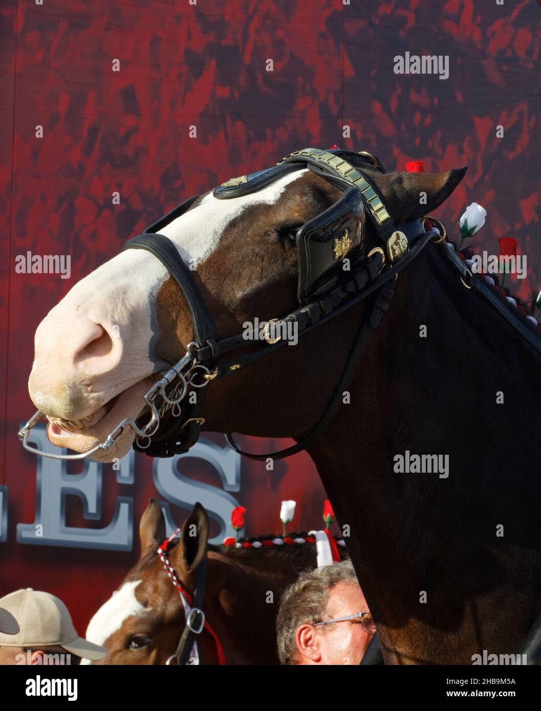 Clydesdale, Kopfaufnahme, Nahaufnahme, Zähne sichtbar, anschlagen, Großes Tier, Zugpferd, Lorbeer-Farbe, Budweiser Brauerei, Equus ferus caballus, Pferd Stockfoto