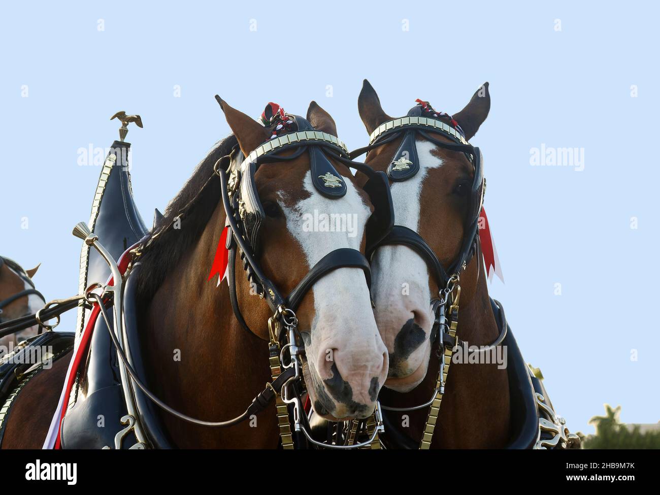 2 Clydesdales, Köpfe zusammen, Nahaufnahme, dekorative Tack, große Tiere, Zugpferde, Lorbeer-Farbe, Budweiser Brauerei, Equus ferus caballus, Pferd Stockfoto