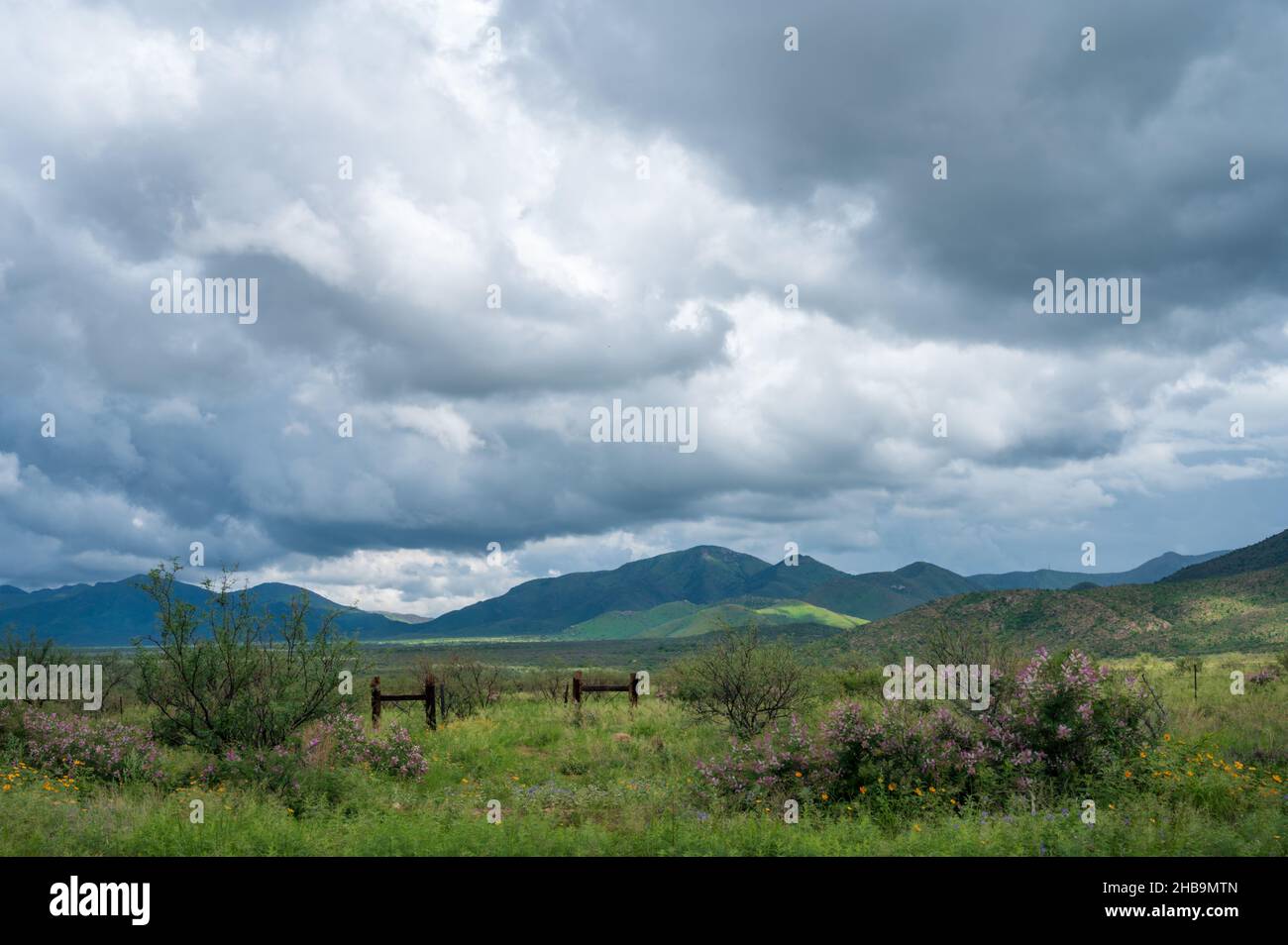 Grüne Weide mit Blumen und Bergen in der Ferne, dunkle Wolken Stockfoto