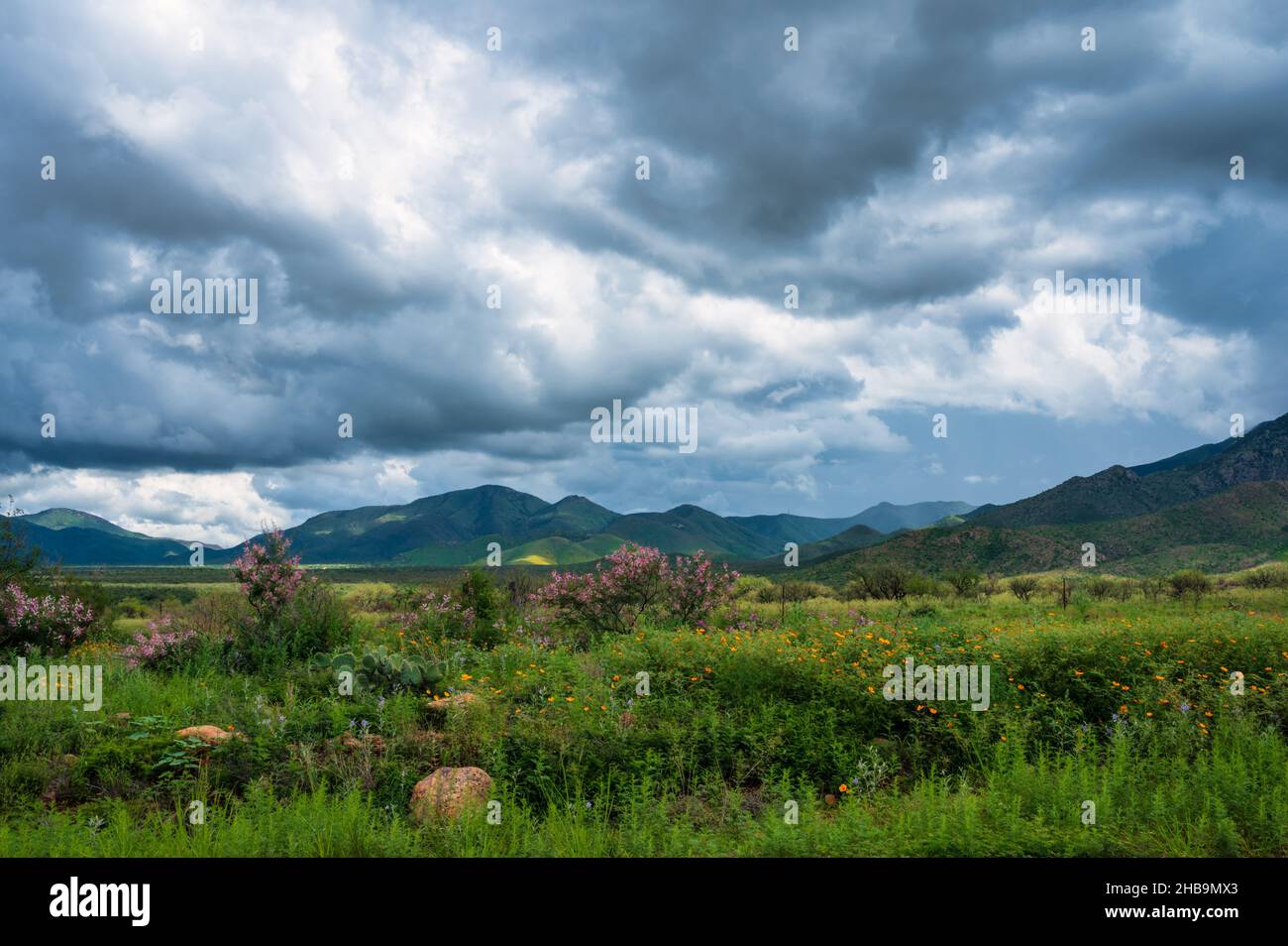 Grüne Weide mit Blumen und Bergen in der Ferne, dunkle Wolken Stockfoto