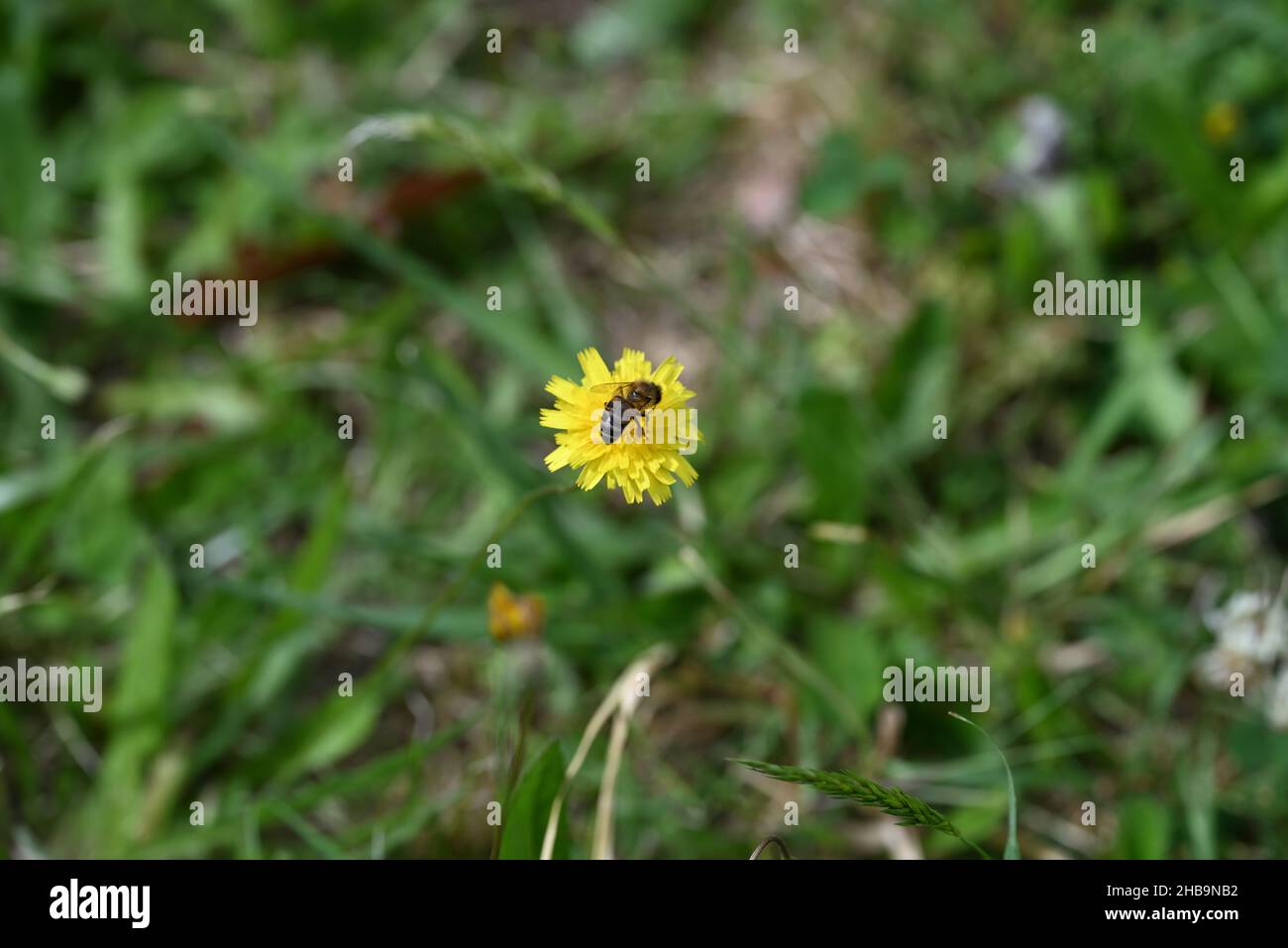 Oben auf einer Honigbiene, die auf einem Dandelion sitzt, mitten in einem ungepflegten Rasen Stockfoto