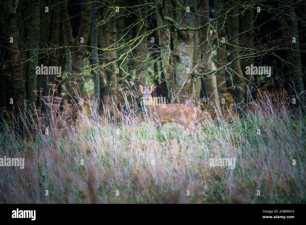 Ein wilder Hirn (Capreolus capreolus) schaut zu, regungslos in der Hoffnung, nicht entdeckt zu werden, Salisbury Plain UK Stockfoto