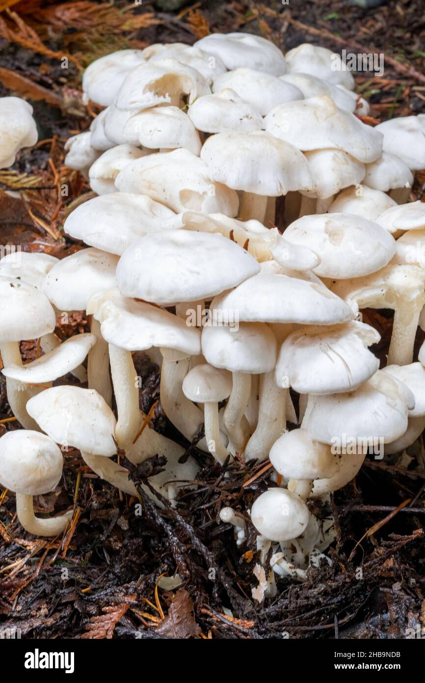 Issaquah, Washington, USA. Aromatische Ritter (Tricholoma lascivum) Pilze Stockfoto