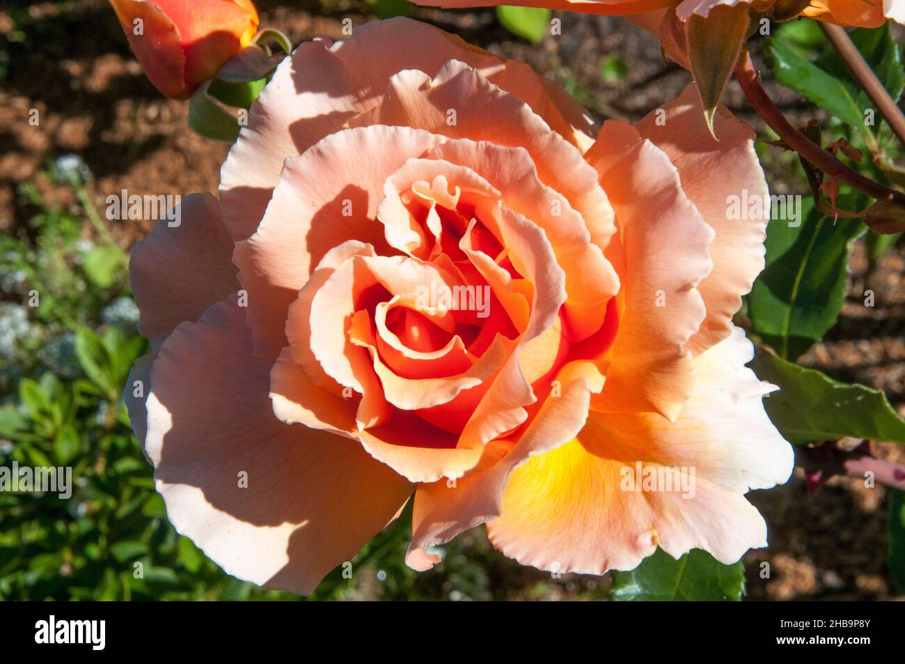 Teerose in voller Blüte, Melbourne, Australien Stockfoto