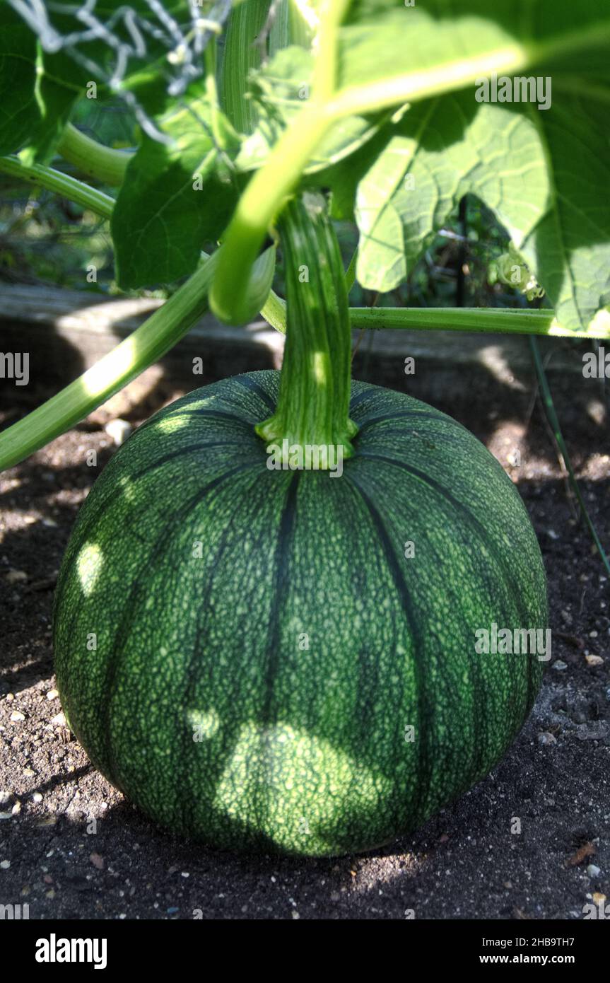 Ein unreifer grüner Kürbis auf der Rebe in einem Hinterhof Garten Stockfoto